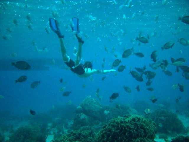  加勒比海浮潜 